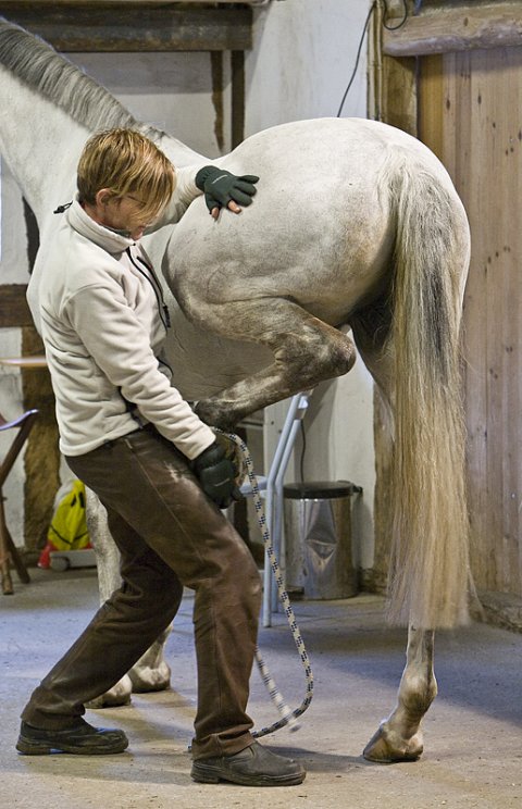 Hest i behandling