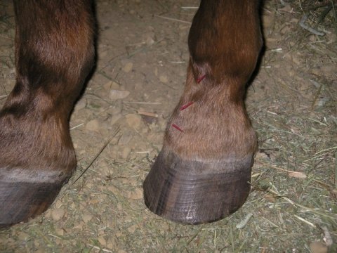 Akupunktur til heste