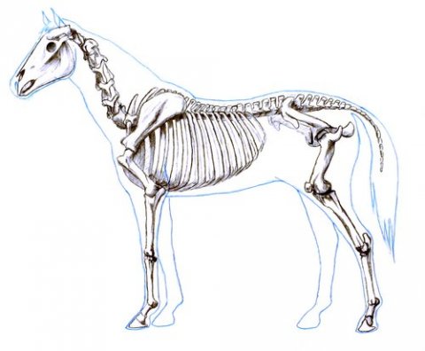 Hest - osteopati og kiropraktik
